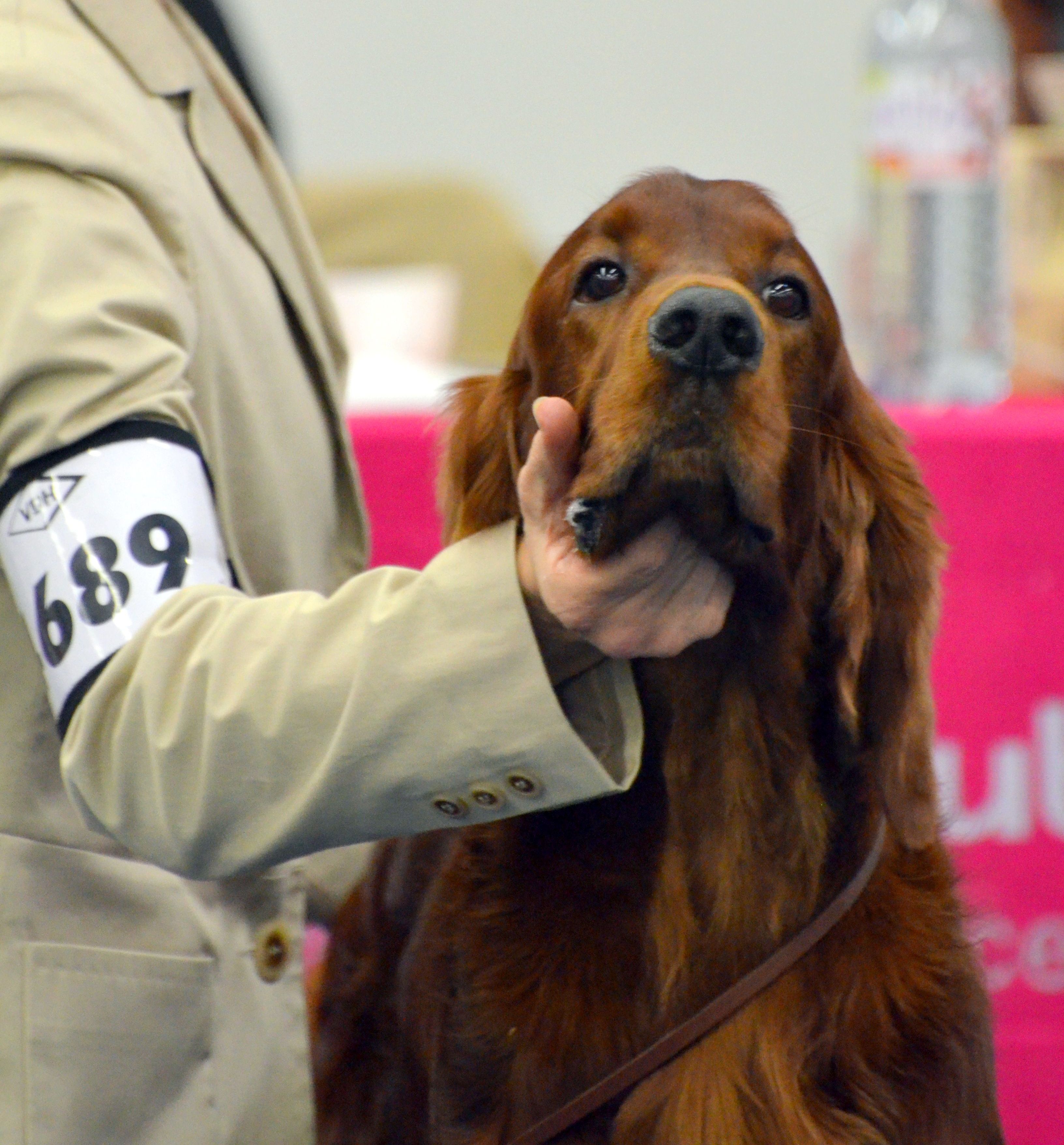 Norman Bundessiegerausstellung